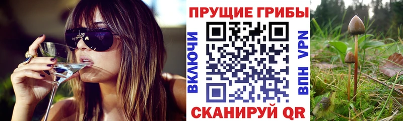 Псилоцибиновые грибы мицелий  наркота  mega ССЫЛКА  Сунжа 